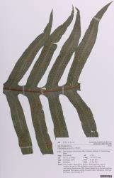 Phlebodium aureum. Herbarium specimen of a fertile frond showing the round sori arranged in two rows either side of the midrib, AK 353079/C.
 Image: Auckland Museum © Auckland Museum CC BY-NC 3.0 NZ